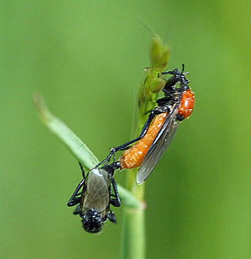 Gartenhaarmcke  (Bibio hortulans) Nikon Schmetterlinge u. Insekten Brachstck Richtung Lorsch 066a