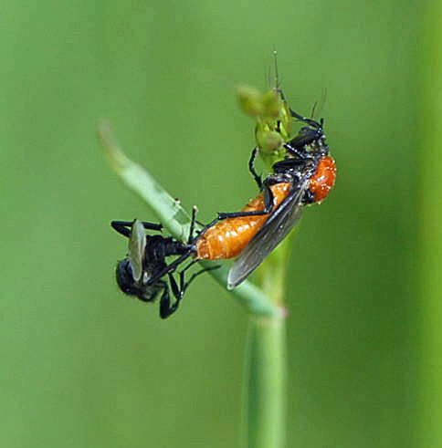 Gartenhaarmcke  (Bibio hortulans) Nikon Schmetterlinge u. Insekten Brachstck Richtung Lorsch 065