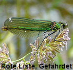 Gebnderte Prachtlibelle (Calopteryx splendens) Weibchen kl.