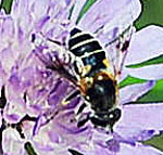 Gebirgs-Keilfleckschwebfliege (Eristalis cf. jugorum) kl.