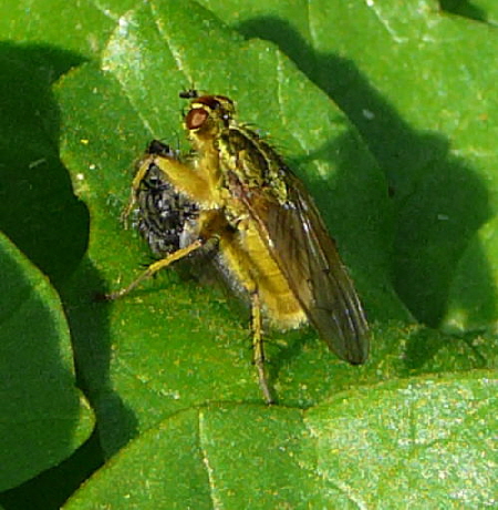 Gelbe Dungfliege (Scathophaga stercoraria) April 09 Froschleich u. Insekten Htt 075a