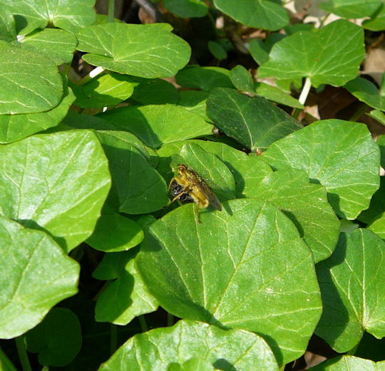 Gelbe Dungfliege (Scathophaga stercoraria) April 09 Froschleich u. Insekten Htt 077