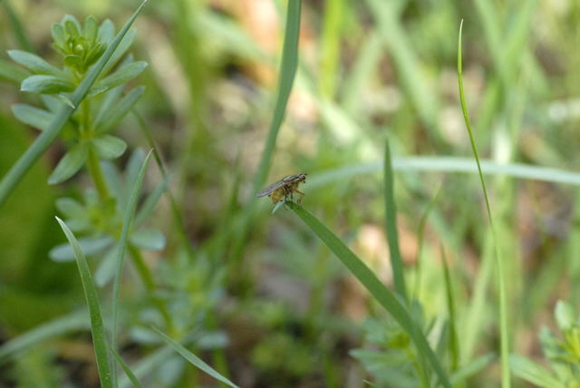 Gelbe Dungfliege April 2011 Laudenbach Insekten und Blumen NIKON 040a