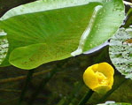 Gelbe Teichrose (Nuphar lutea) kl.