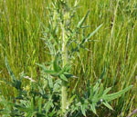 Gemeine Kratzdistel  (Cirsium vulgare Bl. kl.