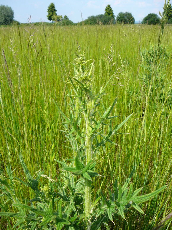 Gemeine Kratzdistel  (Cirsium vulgare Mai 2011 Httenfeld Insekten 061