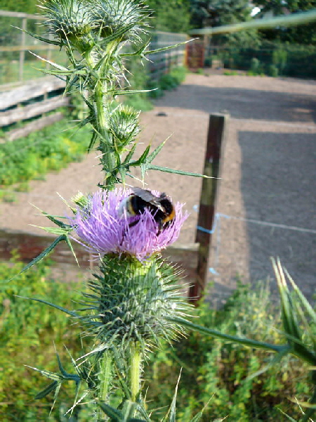 Gemeine Kratzdistel Cirsium vulgare Juli 09 Biotop Rote Erde Lorsch 048