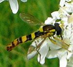 Gemeine Langbauchschwebfliege M kl.