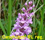 Gemeine Mcken-Hndelwurz - Gymnadenia conopsea ssp. conopsea kl.