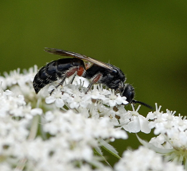 Gemeine Rollwespe Tiphia femorata Juli 2012 FFH Wald Insekten 072