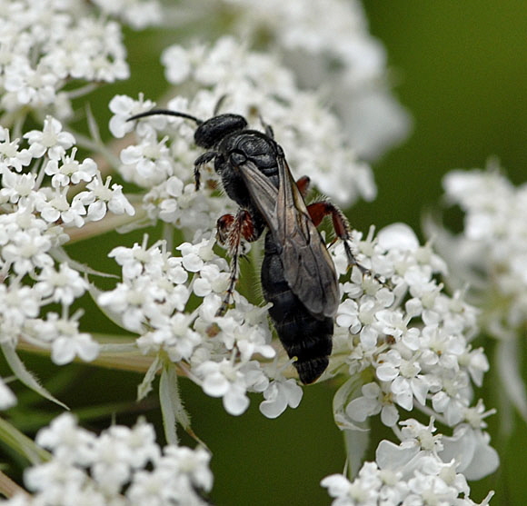 Gemeine Rollwespe Tiphia femorata Juli 2012 FFH Wald Insekten 074