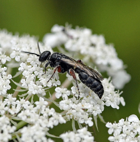 Gemeine Rollwespe Tiphia femorata Juli 2012 FFH Wald Insekten 075