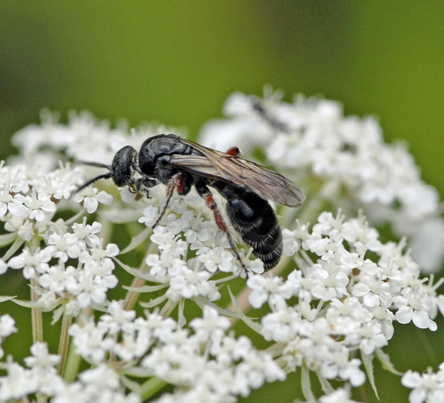 Gemeine Rollwespe Tiphia femorata Juli 2012 FFH Wald Insekten 076