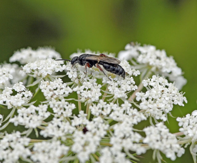 Gemeine Rollwespe Tiphia femorata Juli 2012 FFH Wald Insekten 077