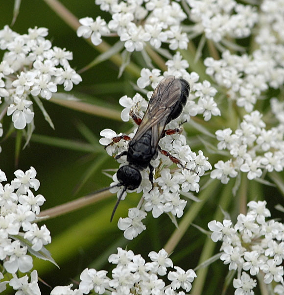 Gemeine Rollwespe Tiphia femorata Juli 2012 FFH Wald Insekten 078