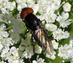 Gemeine Smaragdschwebfliege (Chrysogaster solstitialis 2 kl.