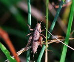 Gemeine Strauchschrecke - Pholidoptera griseoaptera, Weibchen kl.