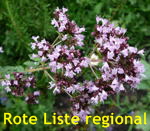 Gemeiner Dost, Origanum vulgare kl.