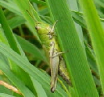 Gemeiner Grashpfer  kl.