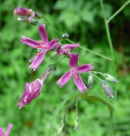 Gemeiner Hasenlattich (Prenanthes purpurea) 2011-07-14 Bad Reichenhall, Weissbachg 018