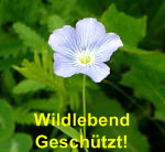 Gemeiner Lein Linum usitatissimum kl.3