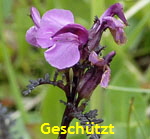 Geschnbeltes Lusekraut (Pedicularis rostratocapitata  1 kl.