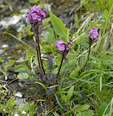 Geschnbeltes Lusekraut (Pedicularis rostratocapitata  9.7.2011 Allgu Alpen Fellhorn NIKON 065