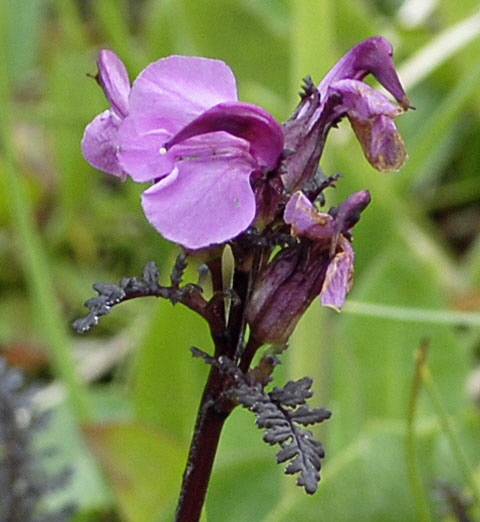 Geschnbeltes Lusekraut (Pedicularis rostratocapitata  9.7.2011 Allgu Alpen Fellhorn NIKON 065a