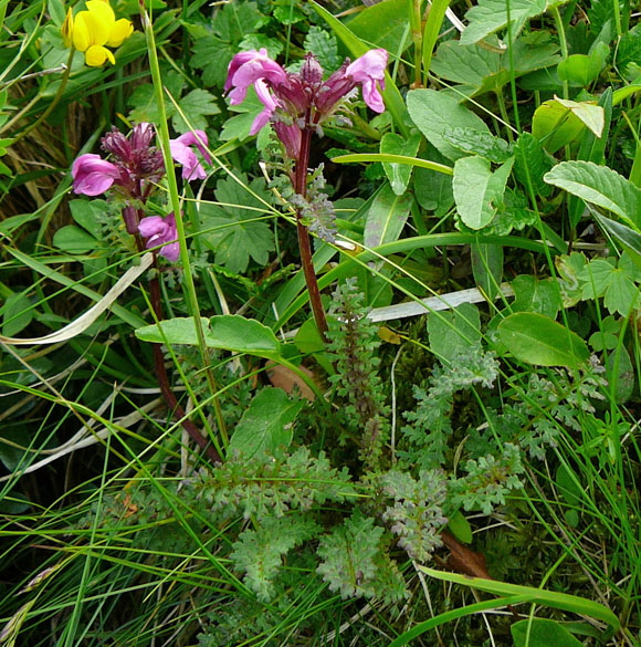 Geschnbeltes Lusekraut (Pedicularis rostratocapitata  9.7.2011 Allgu Alpen Fellhorn Oberstdorf-Faistenoy 026