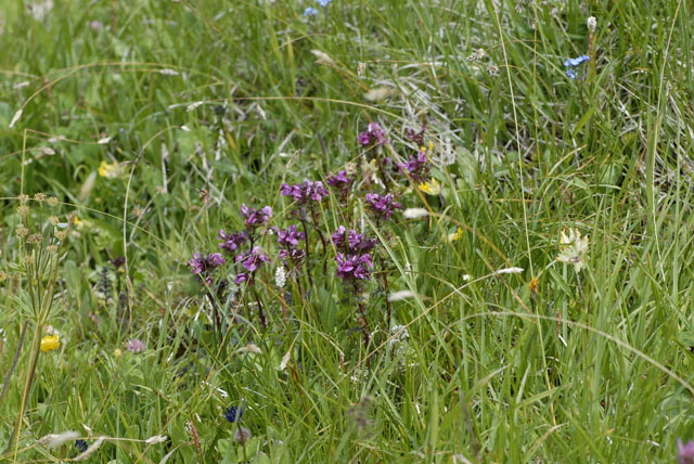 Geschnbeltes Lusekraut (Pedicularis rostratocapitata 9.7.2011 Allgu Alpen Fellhorn NIKON 012