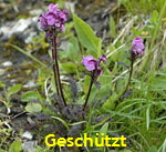 Geschnbeltes Lusekraut (Pedicularis rostratocapitata kl.