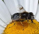 Glnzende Keilfleckschwebfliege Eristalis rupium  kl.