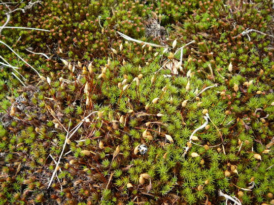 Glashaar-Haarmtzenmoos (Polytrichum piliferum) April 2008 Wildblumen Httenfeld-Viernheimer Wald 049