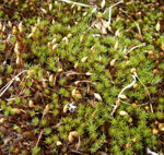 Glashaar-Haarmtzenmoos (Polytrichum piliferum) kl.