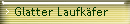 Glatter Laufkfer