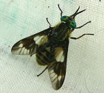 Goldaugenbremse (Chrysops relictus) kl.