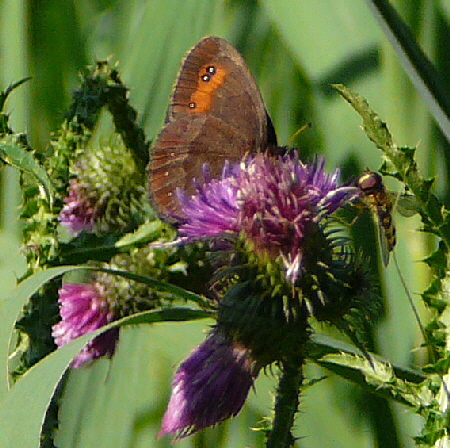 Graubindiger Mohrenfalter (Erebia aethiops) 12.7.2011 Zugspitze u. Krn Wiese 009