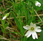 Groe Sternmiere (Stellaria holostea  kl.