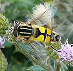 Groe Sumpfschwebfliege (Helophilus trivittatus). kl.