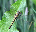 Groer Blaupfeil (Orthetrum cancellatum).Weibchen kl.