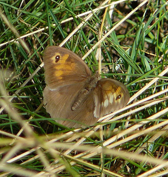 Groes Ochsenauge (Maniola jurtina) 10.8.08_Uhlstaedt_Elbe_Priepert 062