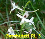 Grnliche Waldhyazinthe Platanthera cf. chlorantha  kl.