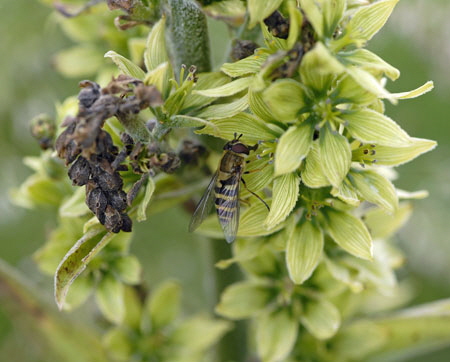 Grnlicher Germer (Veratrum album ssp. lobelianum)   9.7.2011 Allgu Alpen Fellhorn