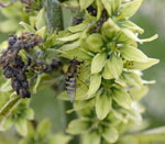 Grnlicher Germer (Veratrum album ssp. lobelianum)  kl.