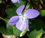 Hain-Veilchen (Viola riviniana) kl.