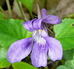 Hain-Waldveilchen Bastard (Viola X-bavarica) 2 kl.