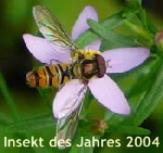 Hainschwebfliege (Mnnchen) kl.