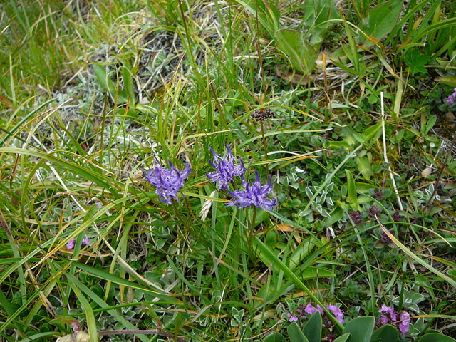 Halbkugelige Teufelskralle (Phyteuma hemisphaericum)  Allgu Alpen Fellhorn Oberstdorf-Faistenoy 122