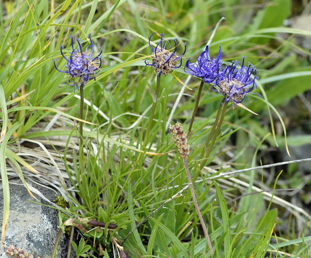 Halbkugelige Teufelskralle (Phyteuma hemisphaericum) _9.7.2011 Allgu Alpen Fellhorn 145