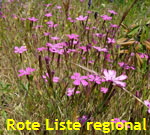 Heide-Nelke Dianthus deltoides 1 kl.